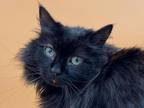 Adopt Chewy a Domestic Long Hair