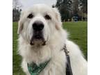 Adopt Odie a Great Pyrenees