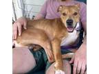 Adopt AC a Mixed Breed, Pit Bull Terrier