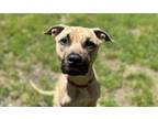 Adopt Pistol a Mixed Breed