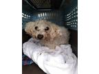 Adopt Kurly a Poodle, Mixed Breed