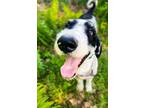 Adopt Toby a Bernese Mountain Dog, Standard Poodle
