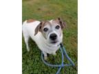 Adopt Dallas a Jack Russell Terrier