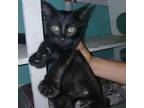 Adopt Mateo a Domestic Short Hair