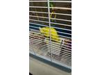 Adopt Levi a Budgie / Budgerigar