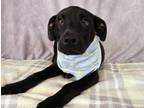 Adopt Sullivan a Mountain Cur, Mixed Breed