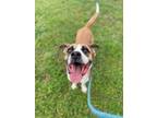 Adopt Samuel a Boxer, Mixed Breed