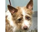 Adopt Indio a Terrier