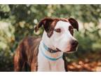 Adopt 73486A Norman a American Staffordshire Terrier, Mixed Breed