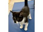 Adopt Fagin a Domestic Short Hair