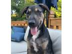 Adopt Aries a Shepherd, Mixed Breed