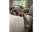 Adopt Dodger a American Staffordshire Terrier, Mixed Breed