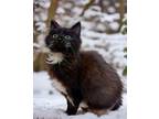 Adopt Sebastian a Domestic Medium Hair, Domestic Short Hair