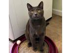 Adopt Elijah a Russian Blue, Domestic Short Hair