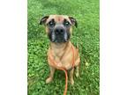 Adopt Whiskey a Boxer, Mixed Breed