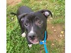 Adopt Xerxes a Pit Bull Terrier, Shepherd