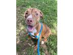 Adopt Duke a Pit Bull Terrier, Shepherd