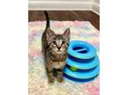 Adopt Pigwidgeon a Domestic Short Hair