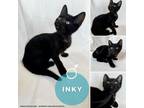 Adopt Inky a Domestic Short Hair