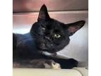 Adopt Winky Face a Domestic Short Hair