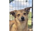 Adopt Coppertone a Mixed Breed