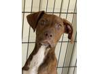 Adopt Monday a Mixed Breed