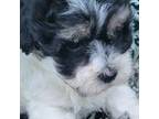 Maltipoo Puppy for sale in Indian Trail, NC, USA