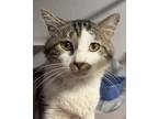 Adopt Tanjiro a Domestic Short Hair