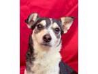 Adopt Hawaiian Tropic a Mixed Breed