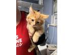 Adopt Inosuke a Domestic Medium Hair, Domestic Short Hair