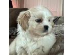 Shih Tzu Puppy for sale in Goshen, NY, USA