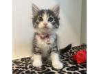 Adopt Moxie a Domestic Short Hair