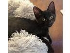 Adopt Jerry #brother-of-Tom a Bombay, Domestic Short Hair