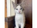 Adopt Winston a Domestic Short Hair