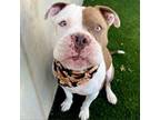 Adopt Styles a American Staffordshire Terrier