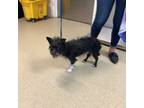 Adopt 55934488 a Terrier, Mixed Breed