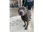 Adopt Drew a Pit Bull Terrier, Mixed Breed