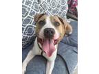 Adopt Charming a Pit Bull Terrier, Mixed Breed