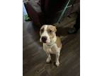 Adopt Charming a Pit Bull Terrier, Mixed Breed