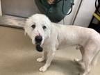 Adopt Ursus a Great Pyrenees, Mixed Breed