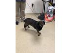 Adopt WINSTON a Dachshund, Mixed Breed