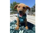 Adopt Mojo a Labrador Retriever, German Shepherd Dog