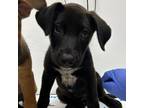 Adopt 55938555 a Labrador Retriever, Mixed Breed