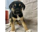 Adopt Chug a Catahoula Leopard Dog, Labrador Retriever