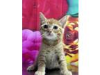 Adopt Pancake a Domestic Short Hair