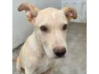 Adopt Mack a Labrador Retriever