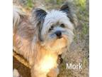 Adopt Mork a Yorkshire Terrier, Mixed Breed
