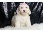 OJIJ Mini Goldendoodle Puppies Available
