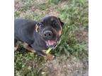 Adopt Billy a Mastiff, Rottweiler