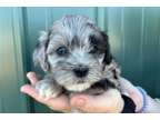 UYHG Shih-Poo Puppies Available